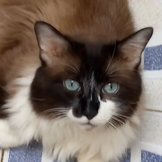 5 signaux que votre chat vous envoie (et que vous ratez !)